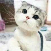 猫妹star